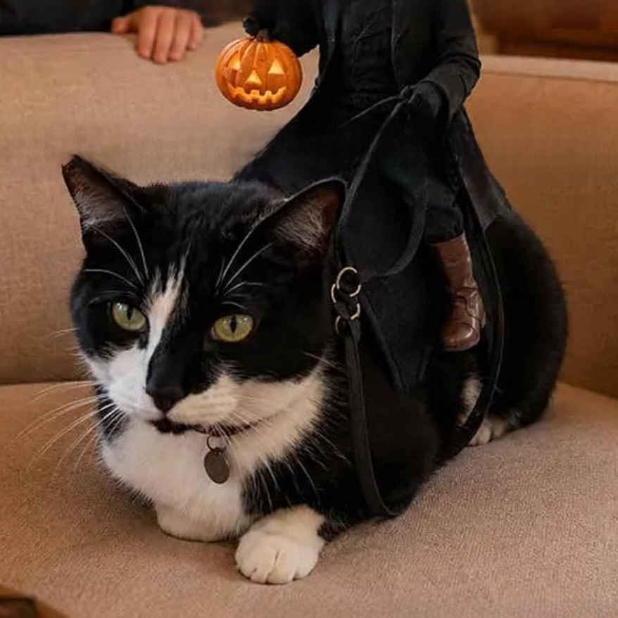 Cat decorative clothing